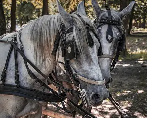 Two harnessed horses standing in a forest with dappled sunlight filtering through the trees