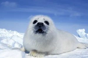 Harp seal (pagophilus groenlandicus)