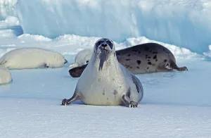Harp Seal (pagophilus groenlandicus)
