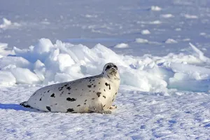 Harp seal (Pagophilus groenlandicus)
