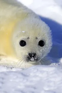 Harp Seal (Pagophilus groenlandicus)