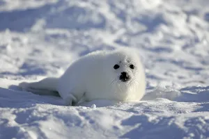 Harp Seal (Pagophilus groenlandicus)