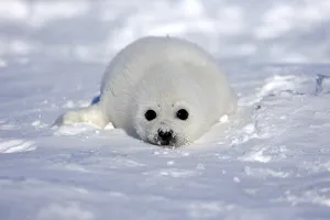 Harp Seal or Saddleback Seal (Pagophilus groenlandicus)