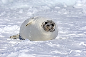 Harp Seal or Saddleback Seal (Pagophilus groenlandicus)