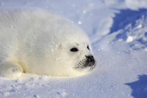 Harp Seal or Saddleback Seal (Pagophilus groenlandicus)