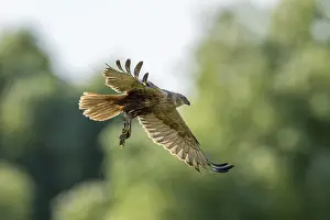Harrier (Circus aeruginosus), bird