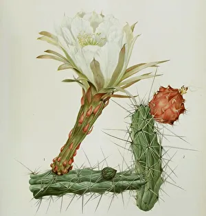 Harrisia tortuosa, cactus, cacti