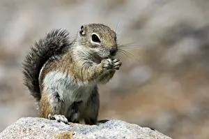 Harris's antelope squirrel (Ammospermophilus harrisii)
