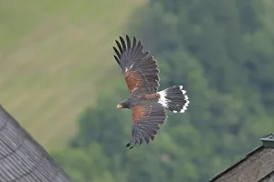 Harris's hawk (Parabuteo unicinctus)