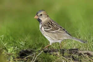 Harris's Sparrow (Zonotrichia querula)