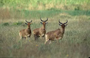 Hartebeest (alcelaphus buselaphus)