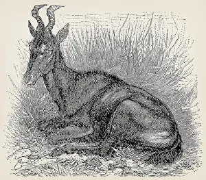 The hartebeest (Alcelaphus buselaphus)