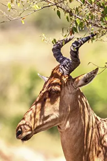 Hartebeest (Alcelaphus buselaphus) with big horns in the shade by a tree on a africa savanna