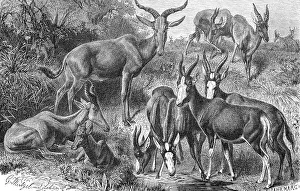 Hartebeest, Tora, Buntbock, Blaessbock