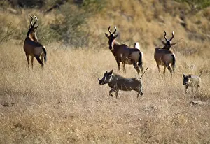 Hartebeests (Alcelaphus buselaphus)