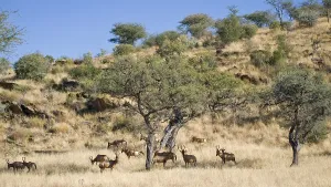 Hartebeests (Alcelaphus buselaphus)