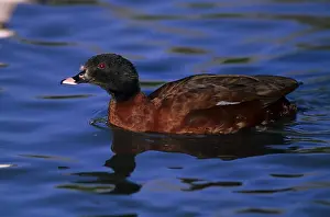 Hartlaub's Duck, ducks, goose birds