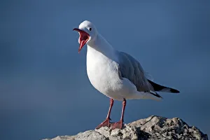 HARTLAUB'S GULL OR KING GULL larus hartlaubii