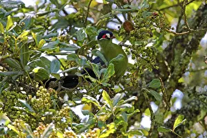 Hartlaub's hartlaub's turaco (Tauraco hartlaubi) adult