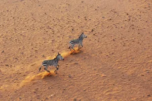 Hartmann's Mountain Zebra (Equus zebra hartmannae)