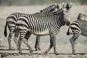 Hartmann's mountain zebra (Equus zebra hartmannae) at a waterhole