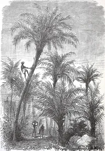 Harvest on a date (Phoenix dactylifera)