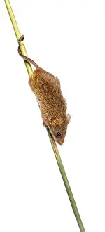 Harvest mouse, Micromys minutus