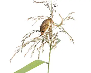 Harvest mouse, Micromys minutus