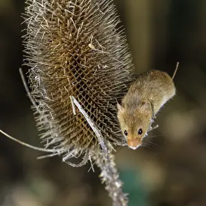 Harvest Mouse (Micromys minutus) Berkshire Uk