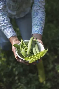Harvest pea plants in a garden