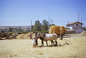 Harvest, threshing wheat by hand and with horses, Spain 1964, location undetermined