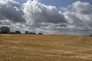 Harvested barleys (Hordeum vulgare)