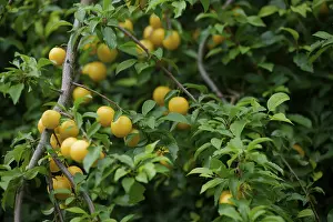 Harvested Mirabelle plum (Prunus domestica)