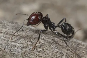 Harvester ant (Messor barbara)