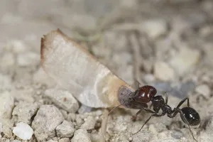 Harvester ant (Messor barbara)