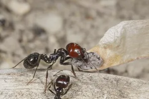 Harvester ant (Messor barbara)