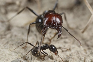 Harvester ant (Messor barbara) main and secondary workers