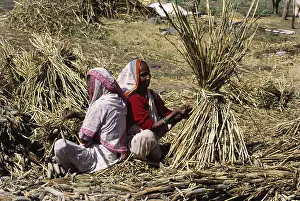 Harvesting bajra, India
