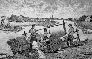 Harvesting flax and preparing it for drying
