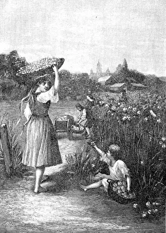 The Harvesting of Roses in Bulgaria