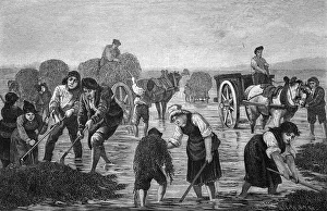 The harvesting of seaweed, historical illlustration