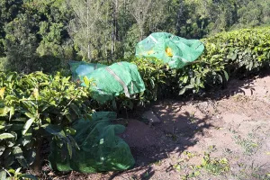 Harvesting tea leaves on plantation in Munnar