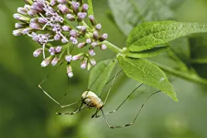 Harvestman, daddy longlegs species Opilio canestrinii