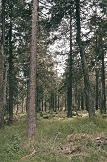 The Harz forest dieback