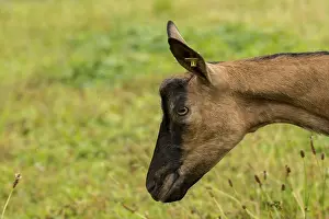 Harz goat