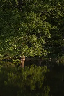 Harz Landscape Pond in the Evening Light