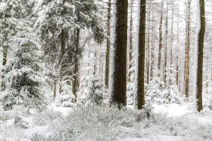 Harz National Park the Oderteich in winter