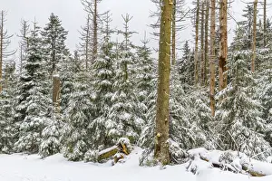 Harz National Park the Oderteich in winter