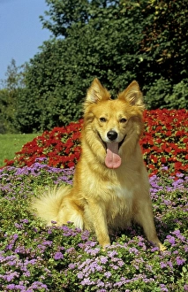 Harzer fox, domestic dog