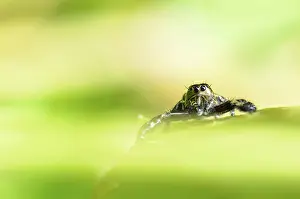 Hasarius adansoni, Gold jumping spider on the leaf